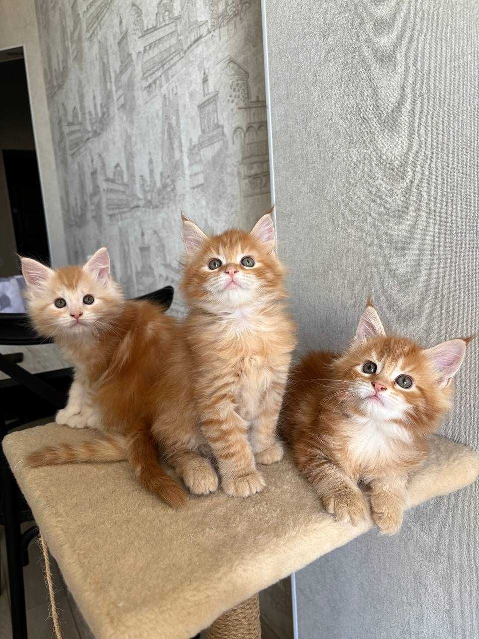 Кошенята мейн-кун