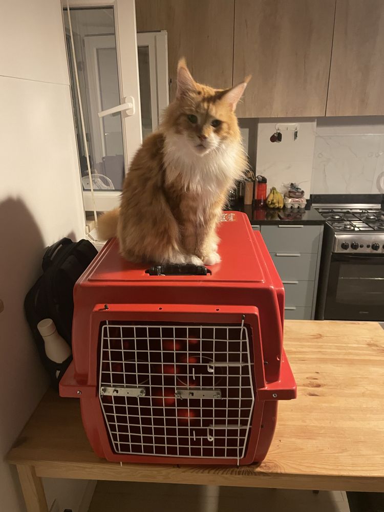 Caixa Transporte Pet Cão Gato Avião Padrão Iata Tamanho 4 N4