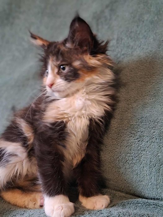 Maine Coon kotka.  Częstochowa