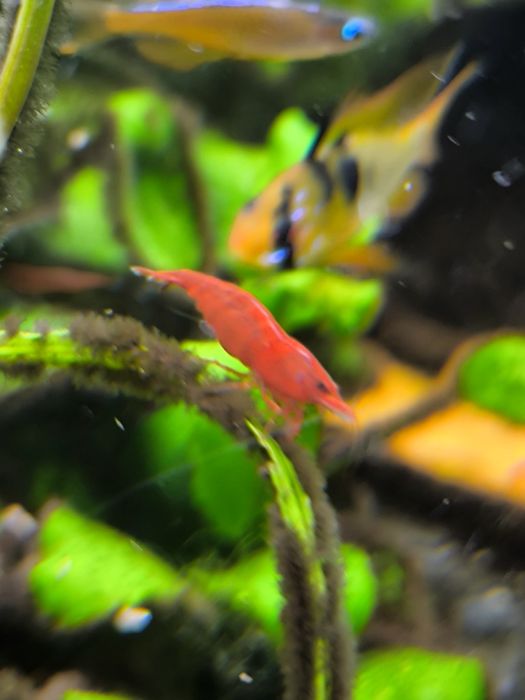 Krewetka Bloody Mary