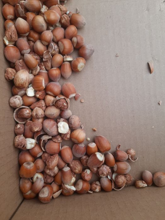 Linia do łuskania orzechów włoskich I laskowych