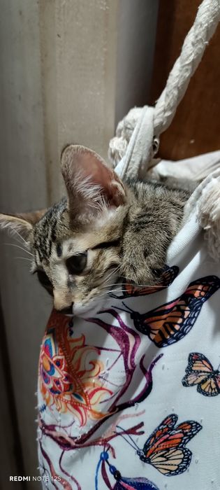 Dou dois gatinhos