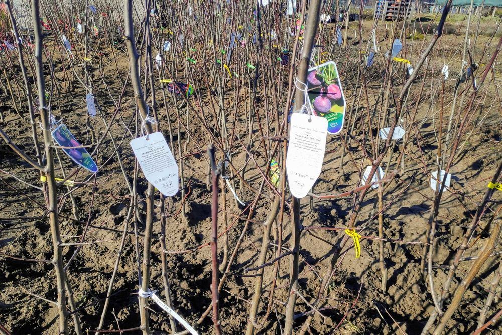 Jabłonie - Drzewka owocowe Goły korzeń Stare odmiany Detal