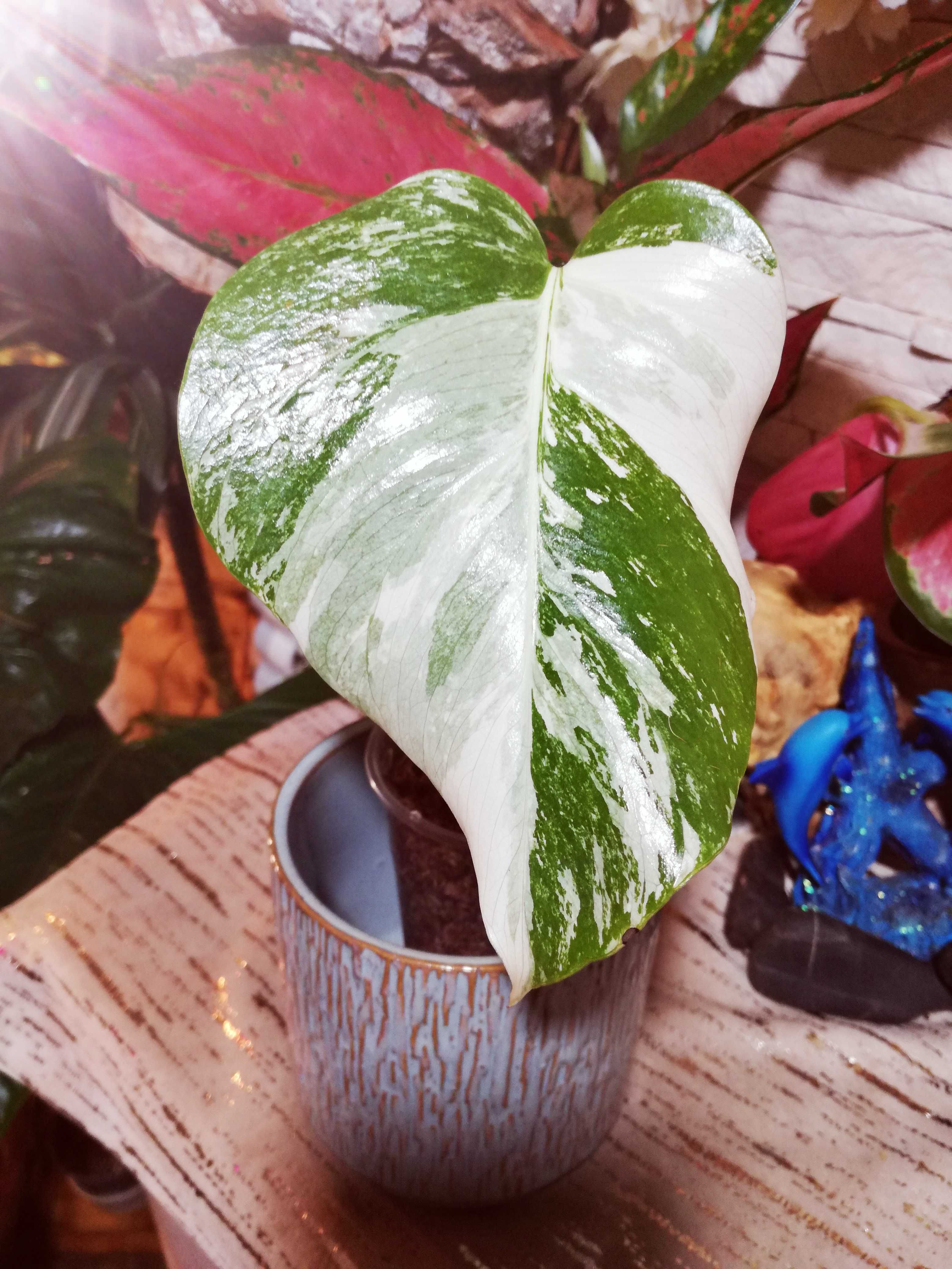 INTERNATIONAL Monstera Albo Variegata filodendron philodendron 1 liść