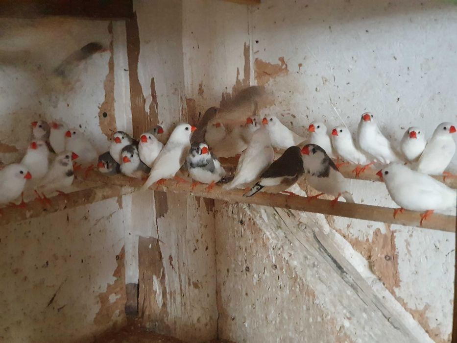 Sprzedam zeberki różne gatunki