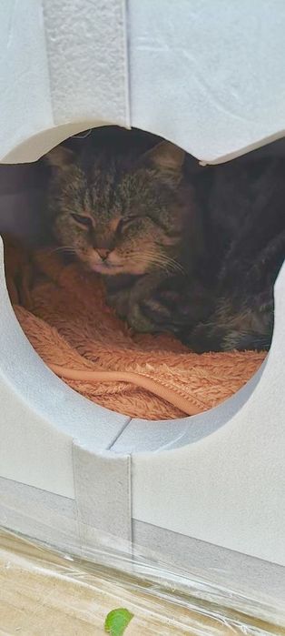 Будиночки для котів та невеликих собак