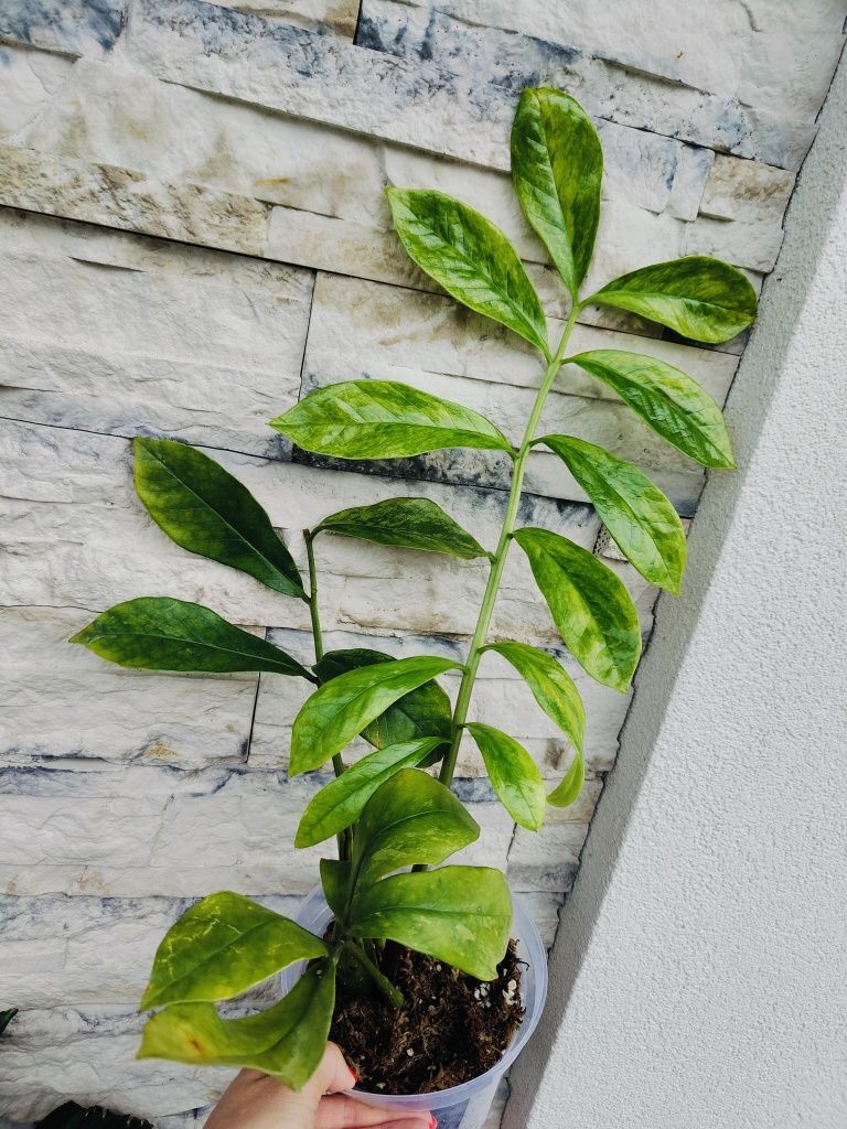 Zamioculcas Wild Form Aurea