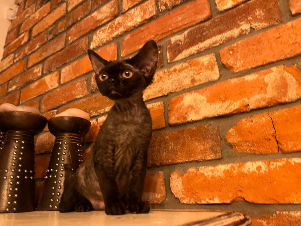 Jedyna w Polsce / srebrna Devon Rex