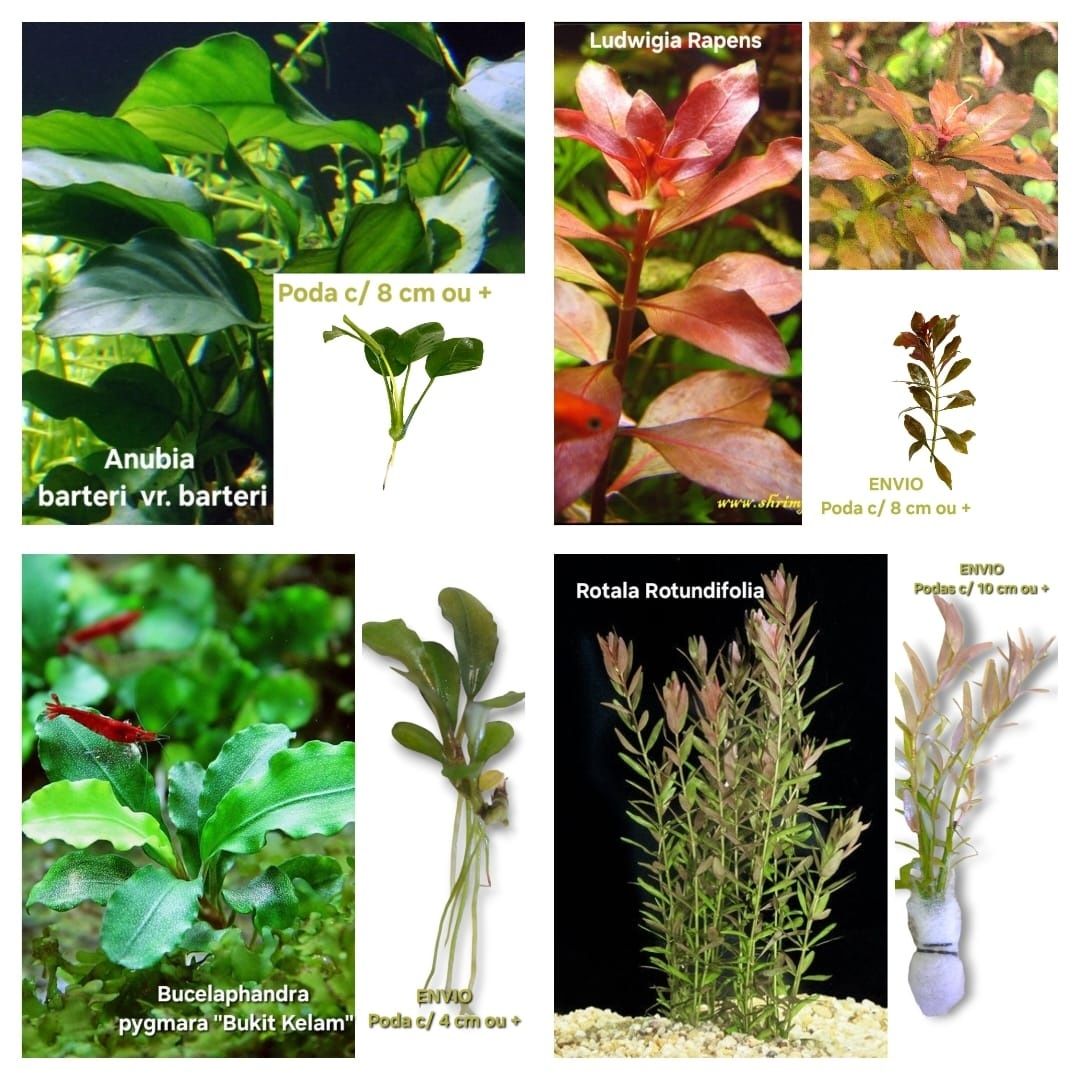 Lote 35 Plantas - 13 Espécies c/ Anubia
