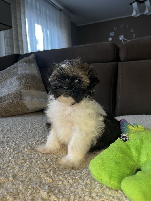 Suczka Shih Tzu Gotowa Do Odbioru