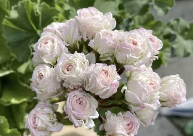 Пеларгония розебудная