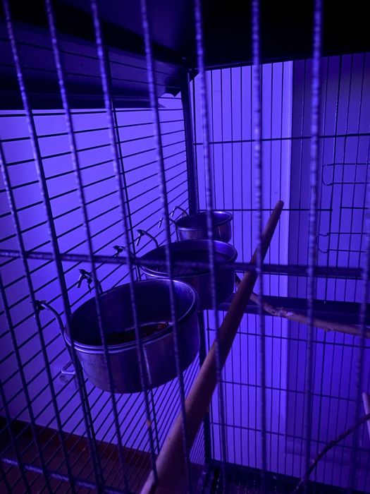 Gaiola de aço para papagaios