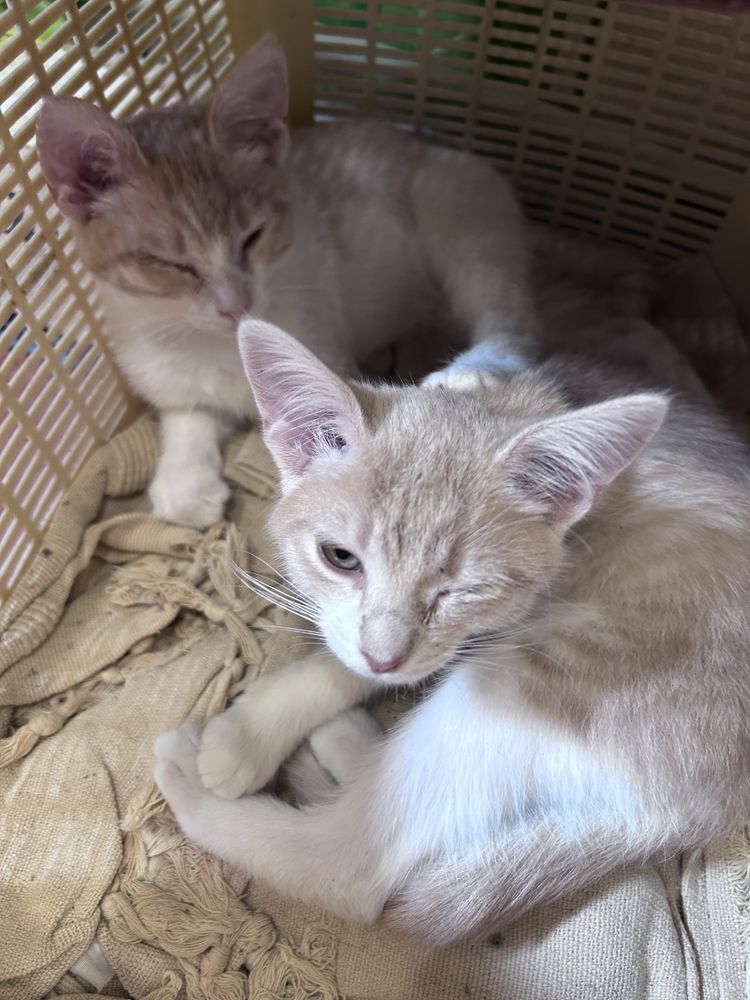 Котята мальчик и девочка