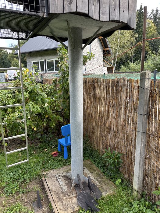 Gołębnik ozdobny, na stopie