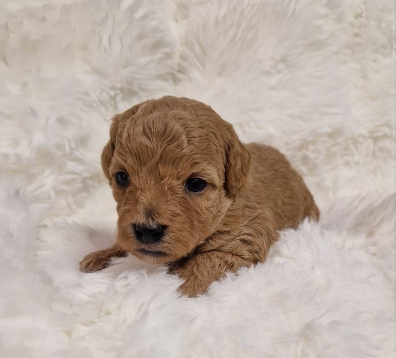 Bichpoo Poochon Bichon Frise Pudel Toy jak Maltipoo suczka czerwona