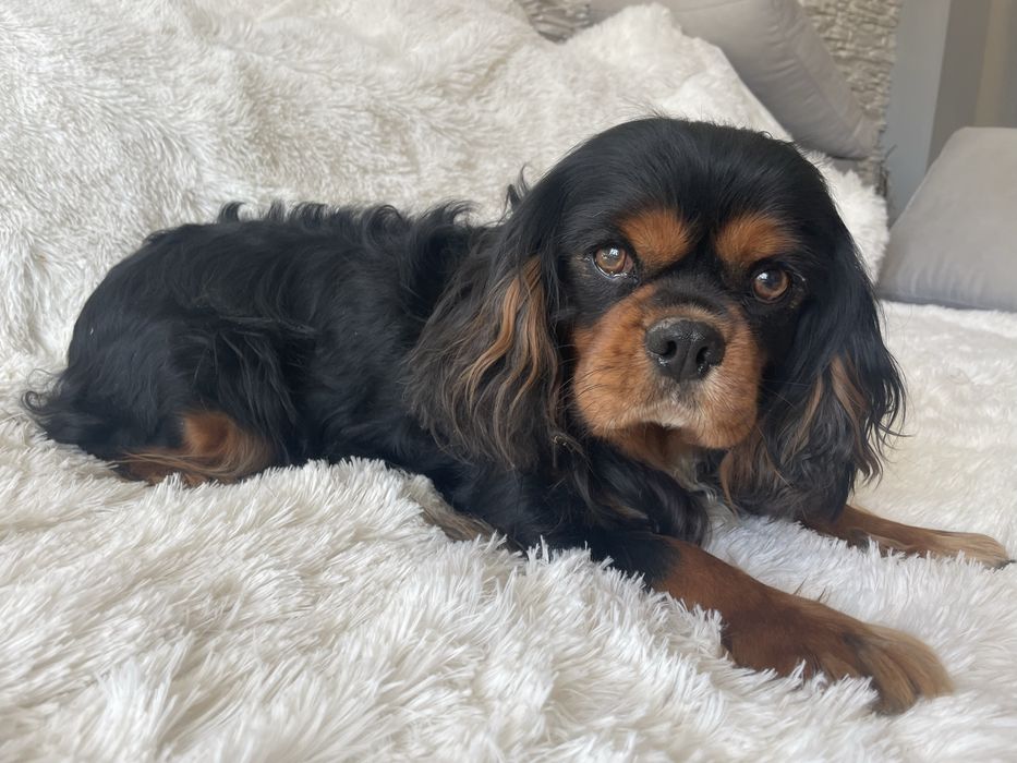 Cavalier Charlie 4-letni pies