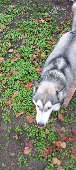 Хлопчик хаскі шукає подругу