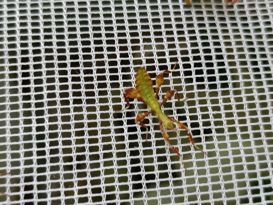 Liśćce Phyllium elegans, mimetyzm jak patyczaki, owady młode, za 30szt