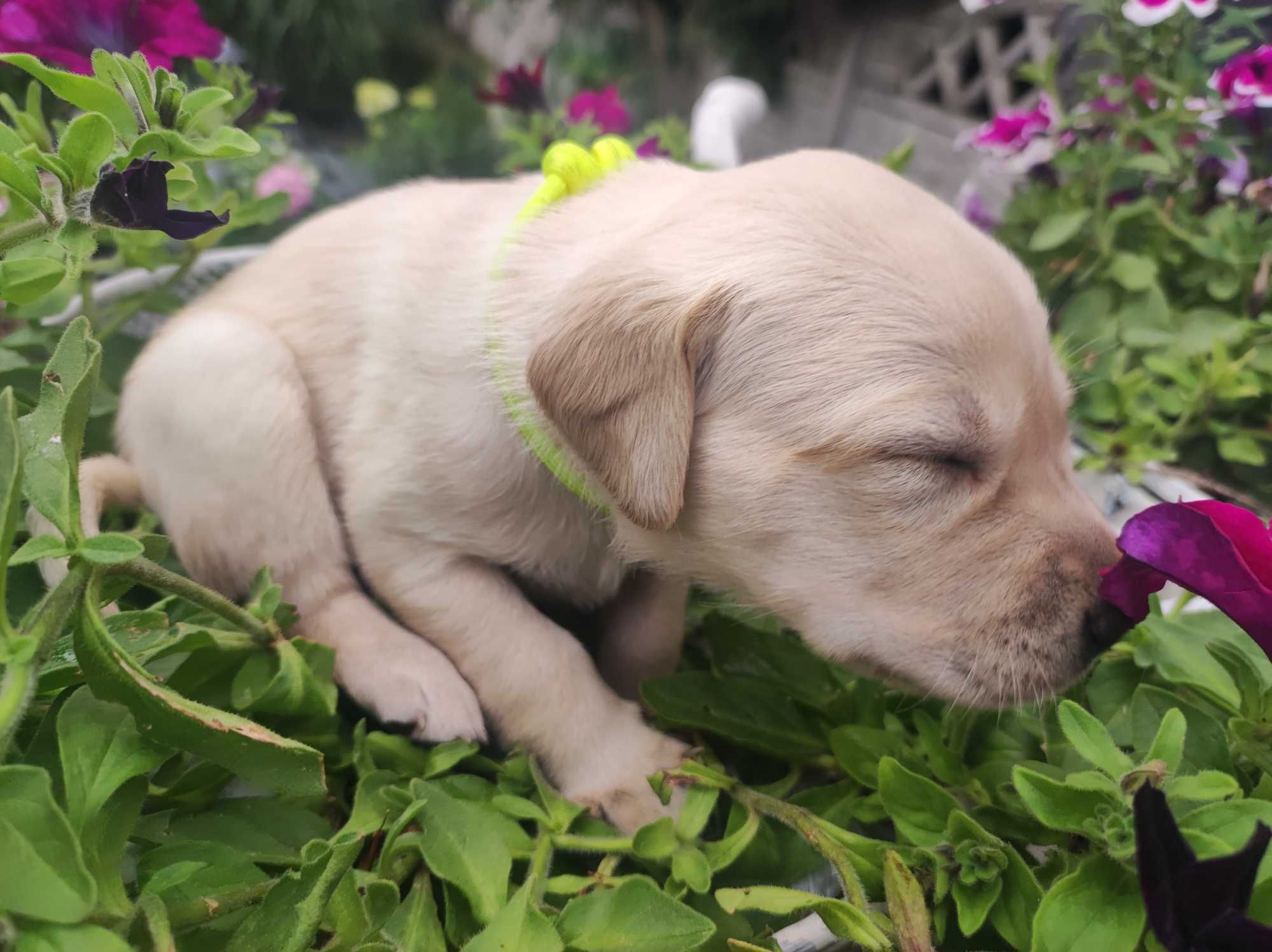 już są Labrador LABIK Retriever - badania genetyczne i RTG