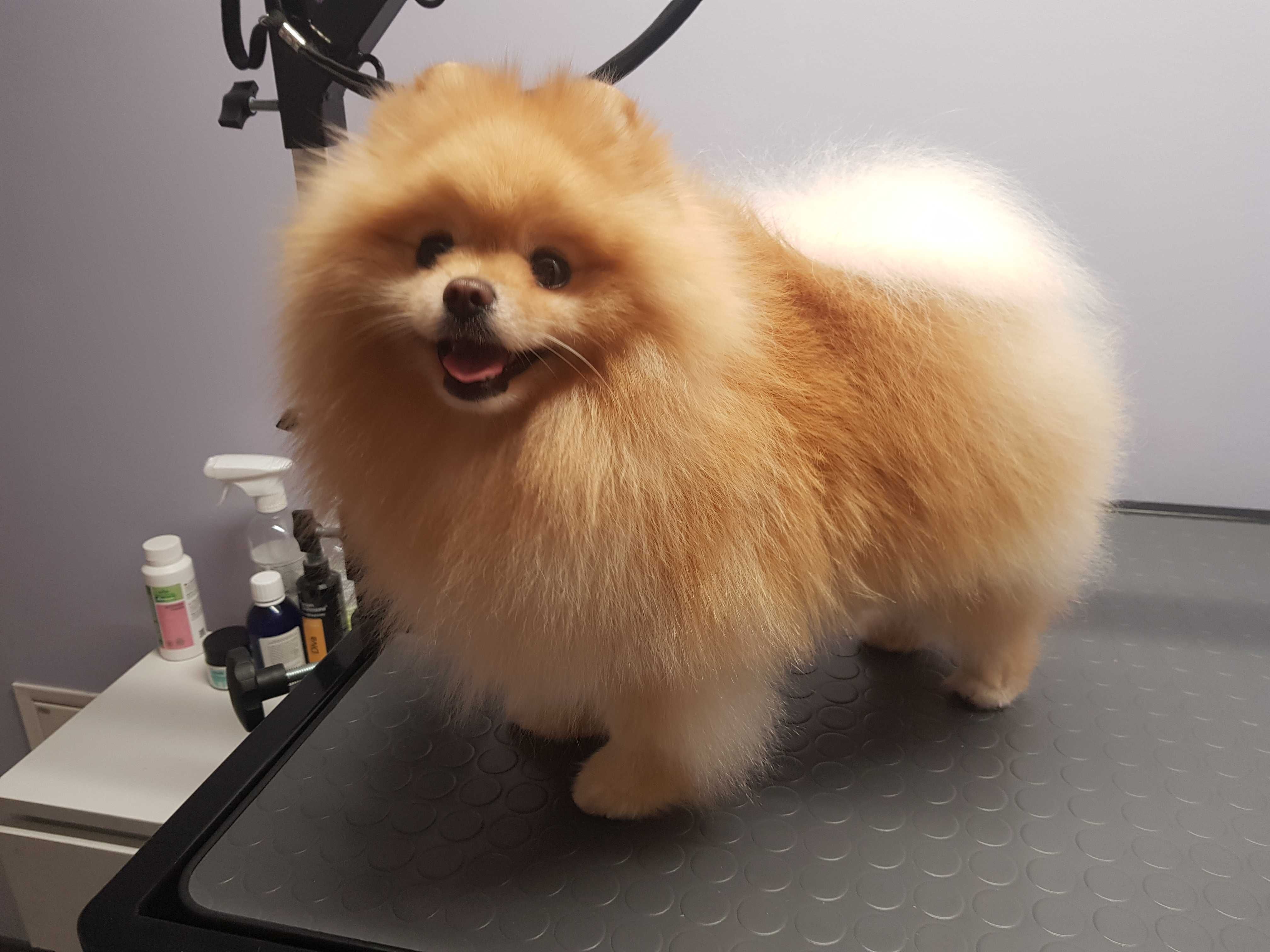 Szpic Miniaturowy Pomeranian Reproduktor Krycie