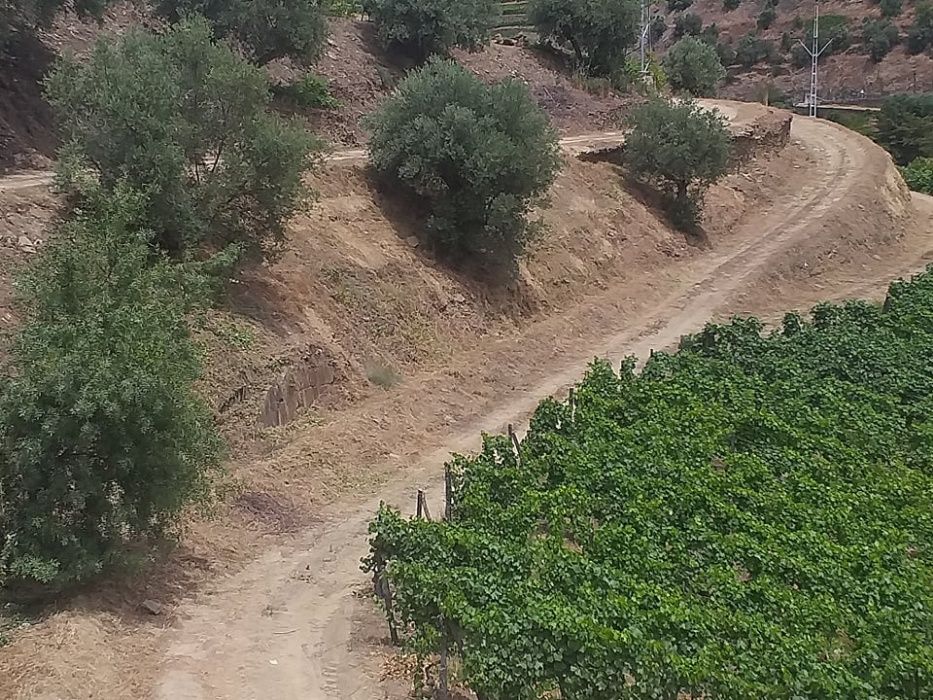 Desmatagem, Limpeza de Terrenos, Olivais e Vinhas