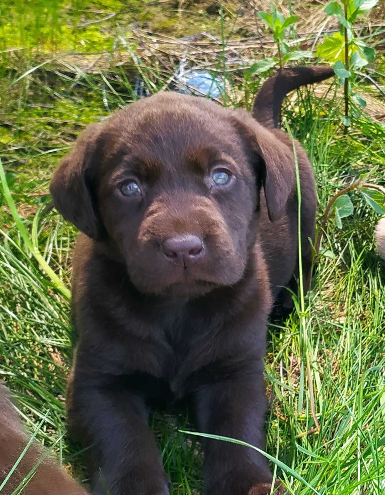 Labrador retriever czekoladowy piesek rodowód