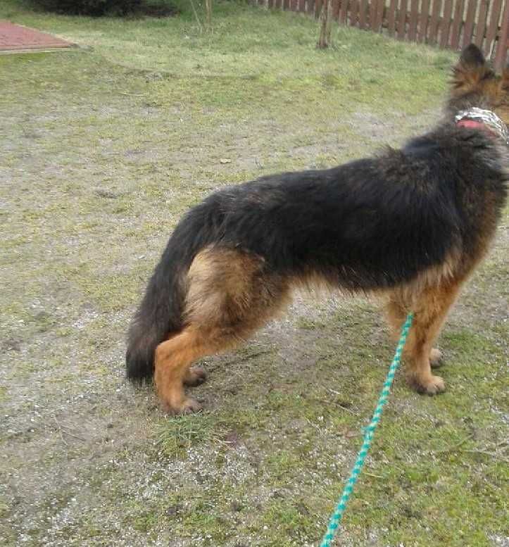 Suka Owczarek Niemiecki z rodowodem