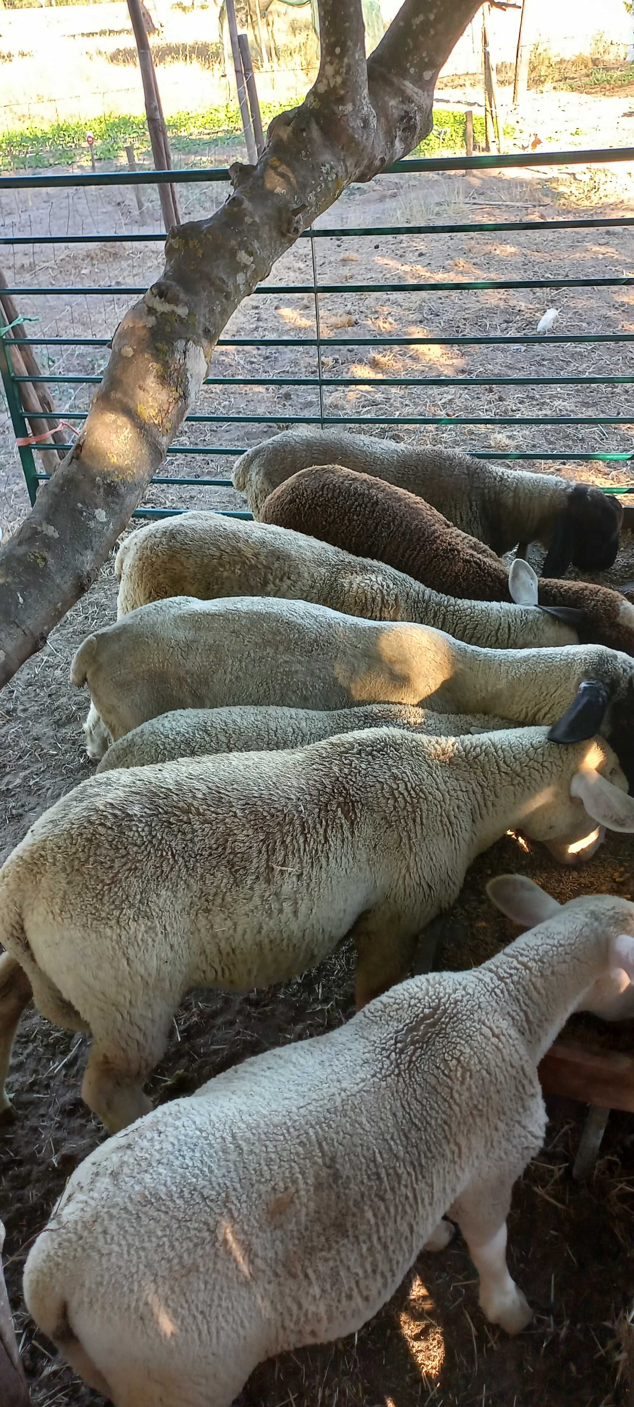 Borregos (machos)