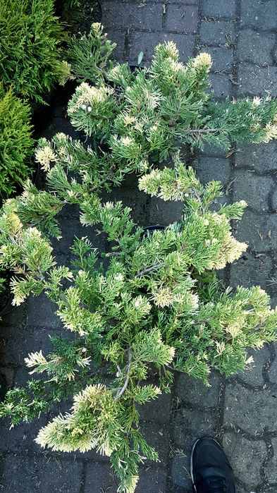 Jalowiec rozłożysty 'Expansa Variegata' szer 50-60cm wysyłka