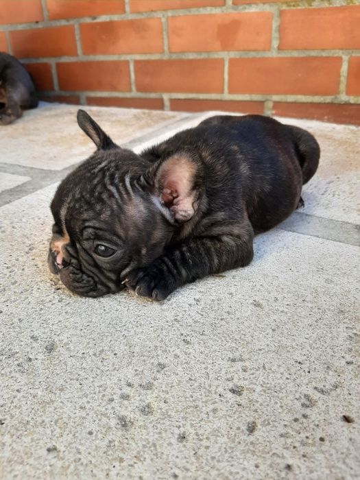 Buldog Francês brindle