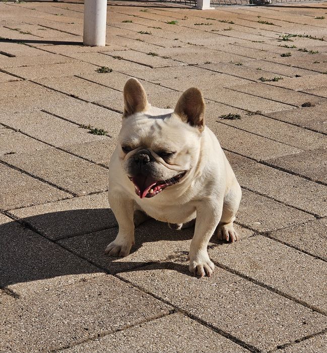 Bulldog Francês creme