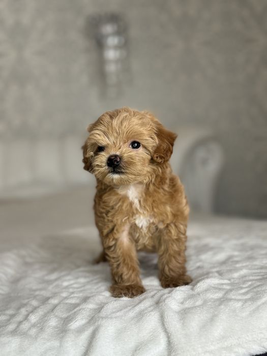 Мальтипу микро девочка ф2