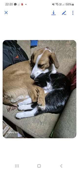 Oddam pieska w dobre ręce