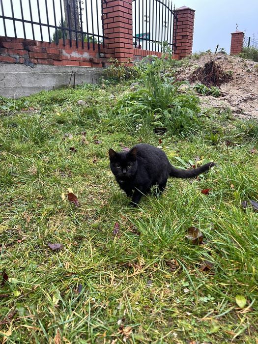 Wspaniała kotka do adopcji