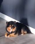 Szpic miniaturowy pomeranian sunia