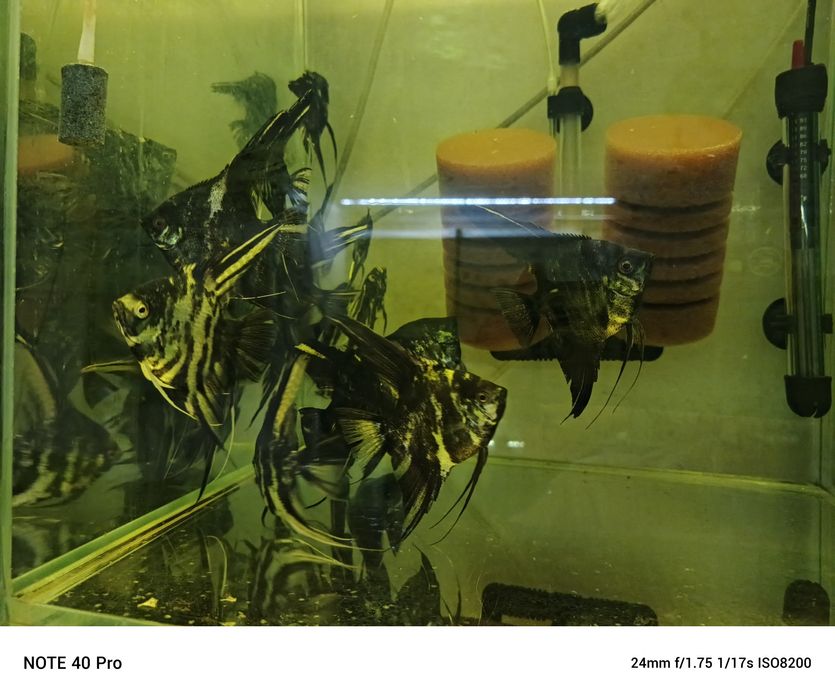 Skalar skalary czarny marmurkowy,Złoty