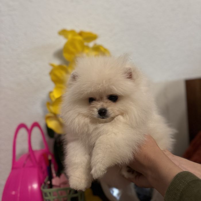 ляльковий Ведмедик хлопчик.