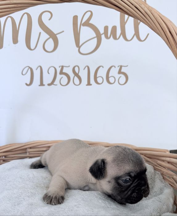 Buldogue Francês Menino