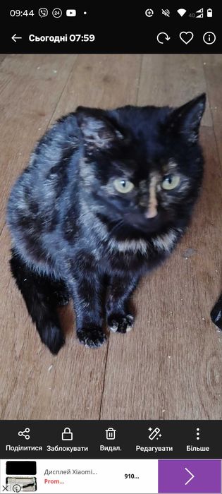 Трьохмасна  кішка