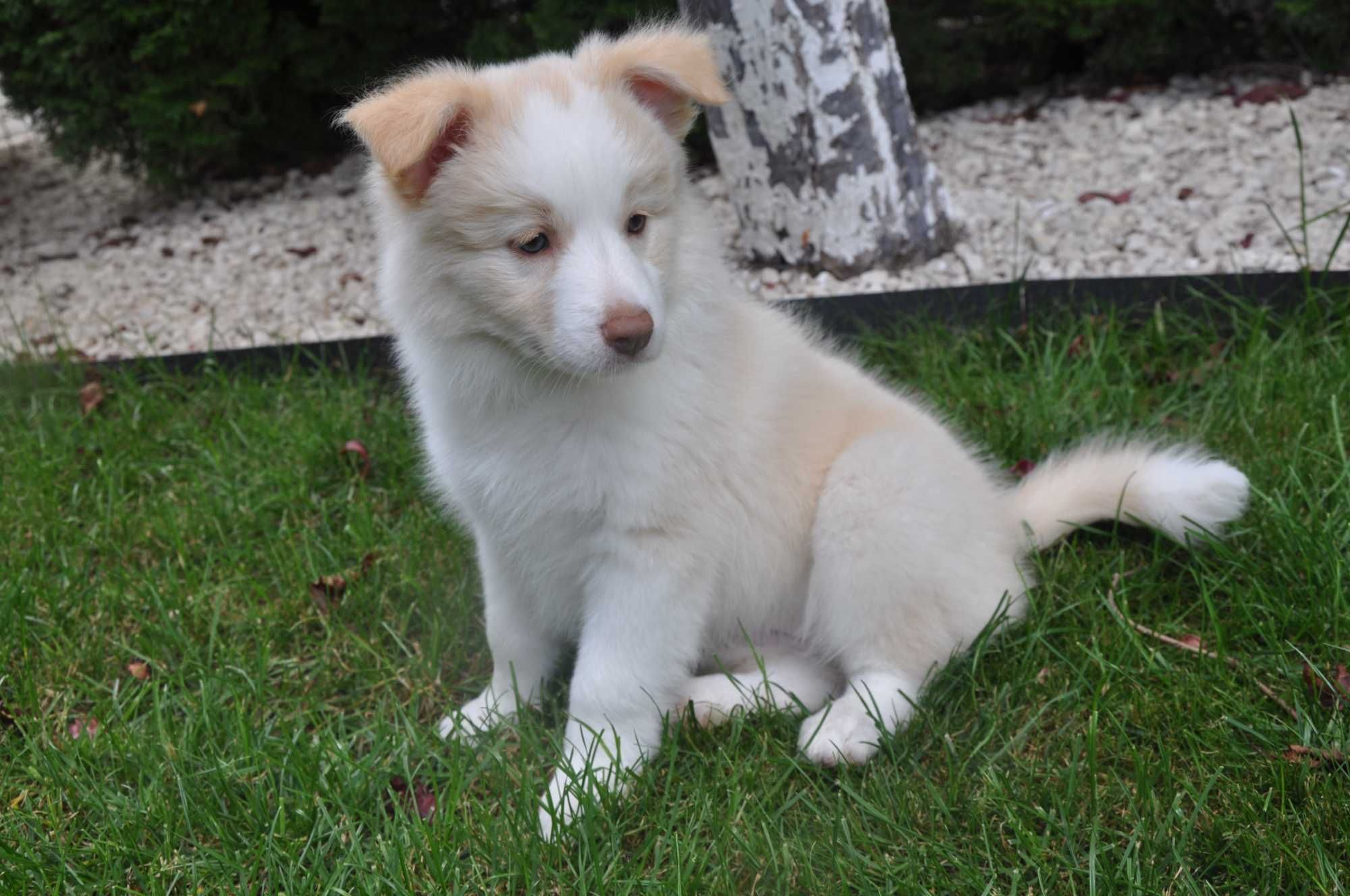 Suczka Border Collie ee-red ZKwP FCI