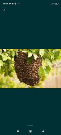 Pszczoły rójka pogotowie rojowe rój pszczeli