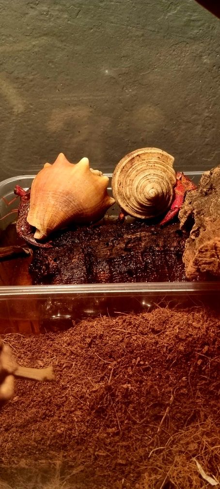Krab pustelnik czerwony (Coenobita perlatus strawberry)