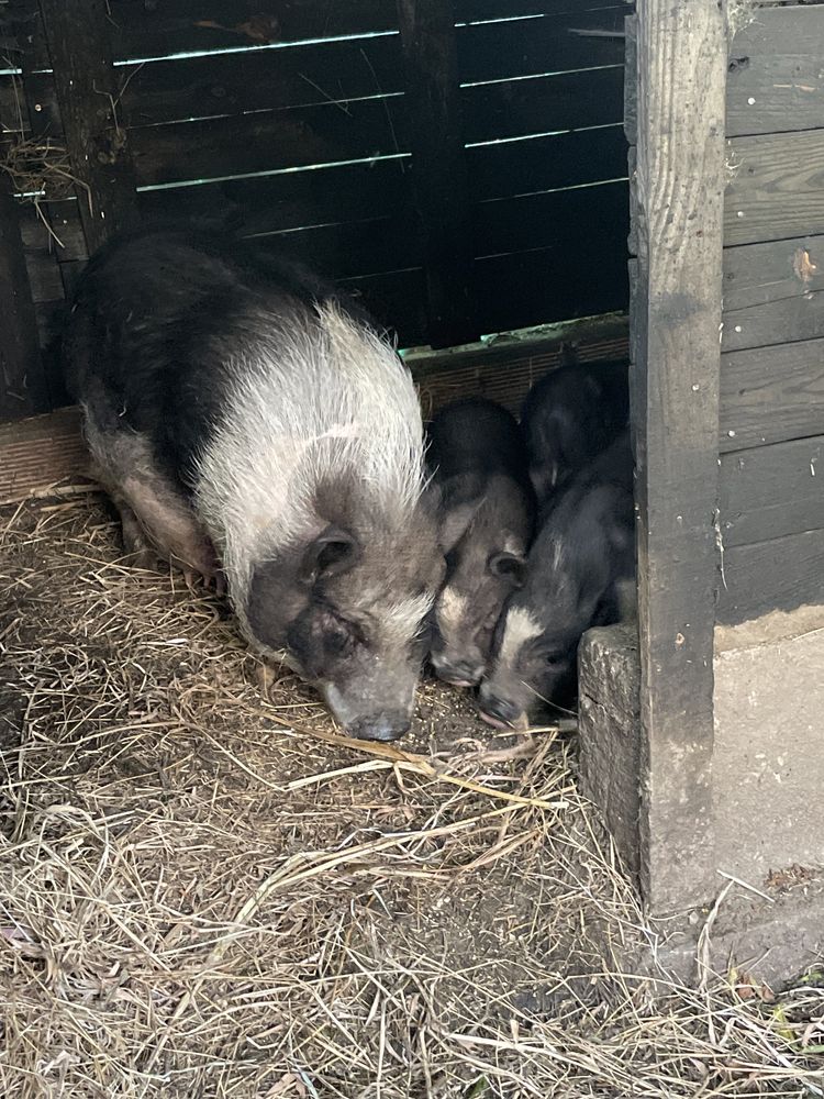 Mini pig super lindos
