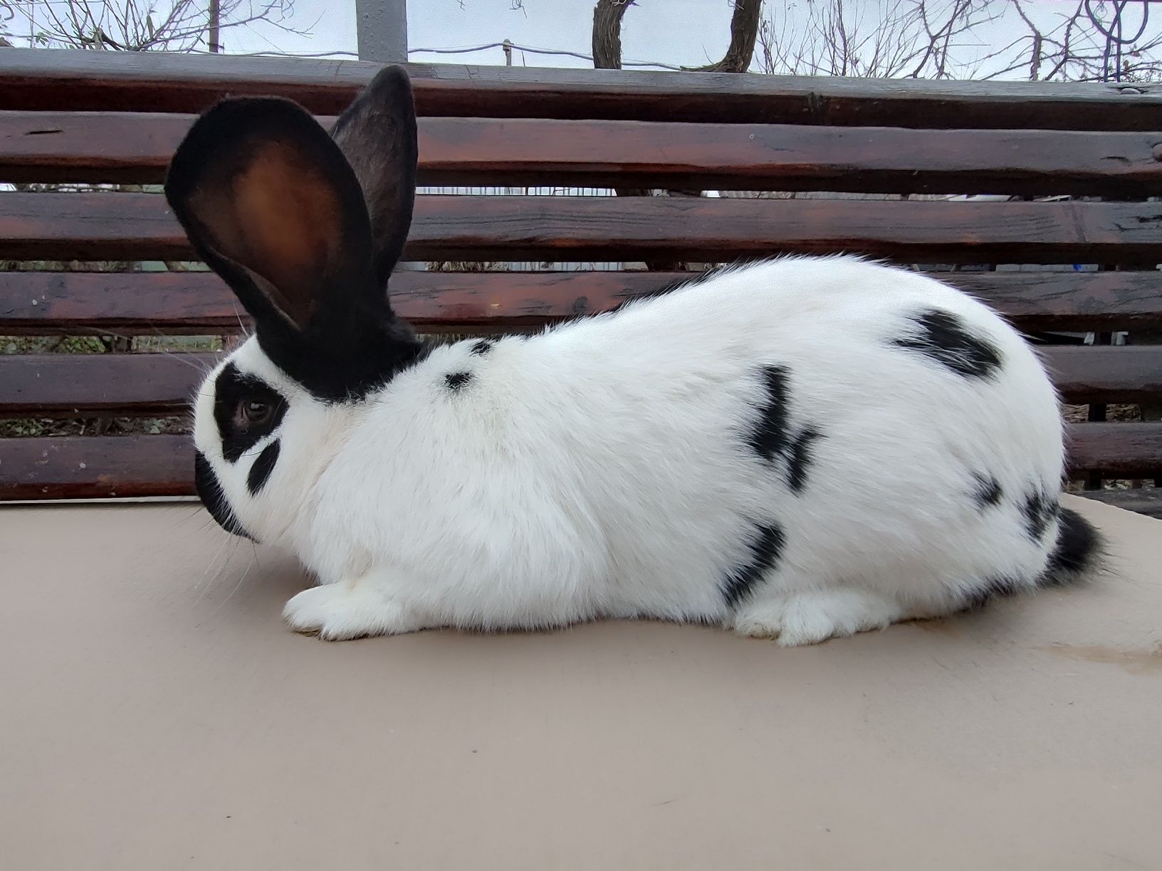 Кролики породи НСВ