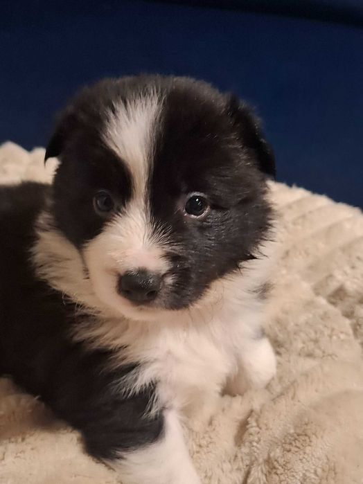 Border Collie Suczka Alice z rodowodem, wychowana w domu