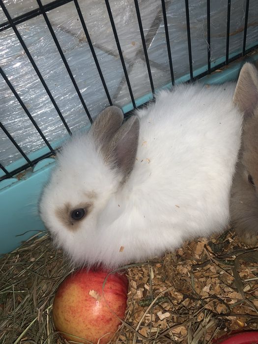 Продам декоративних кроликів