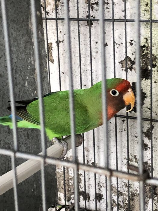 Agapornis nao sexados