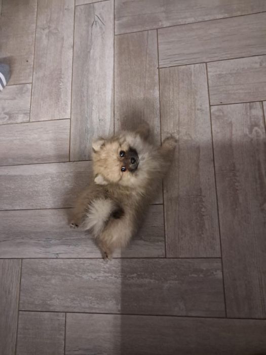 Померанський шпіц