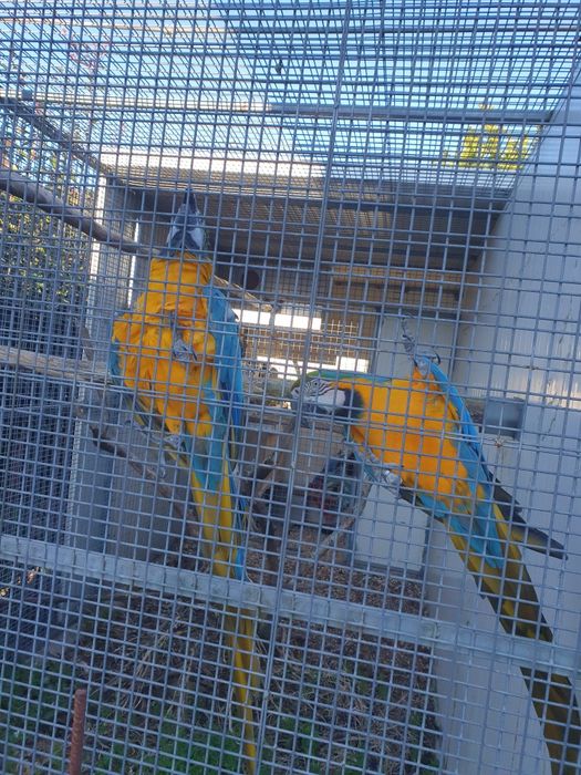 Casal araras araraunas