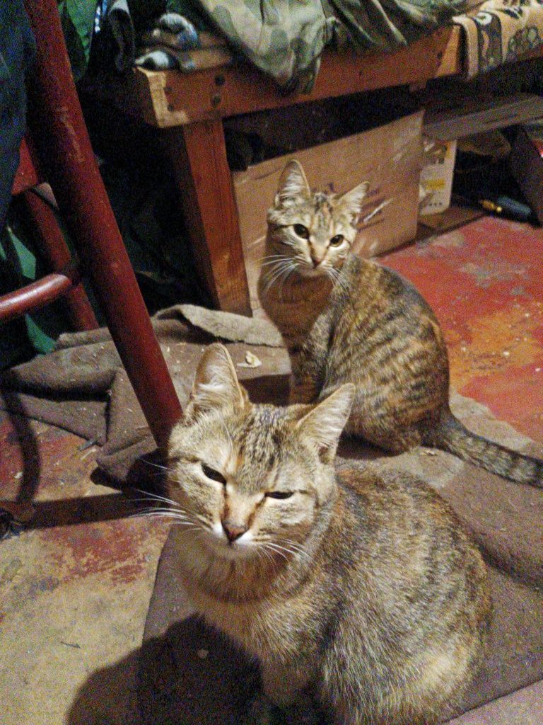 Потрібна допомога котикам кормом